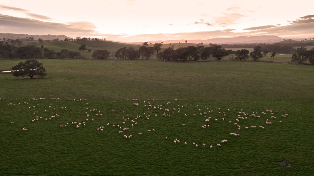 Field of sheep from a drone at sunrise