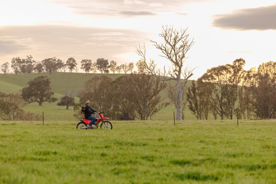 Farmer and a dog on a motorbike riding across a field of grass