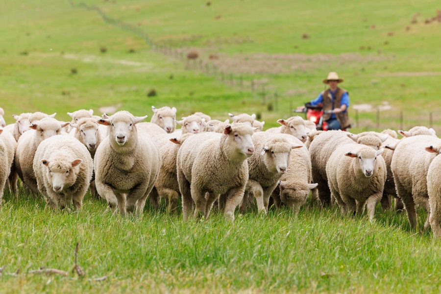 Sheep heading towards the camera with a farmer on the motorbike in the background